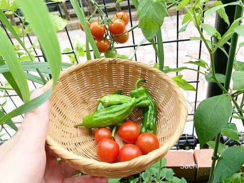 2020夏家庭菜園.jpg